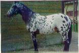 apaloosa.jpg
