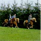 Conservez vos distance au galop