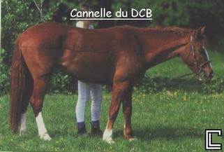 cannelle.jpg