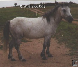 discrete.jpg