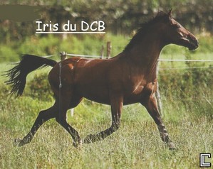 iris.jpg